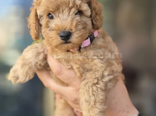 Toy Poodle