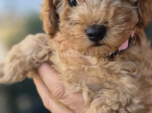 Toy Poodle görsel