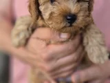 Toy Poodle