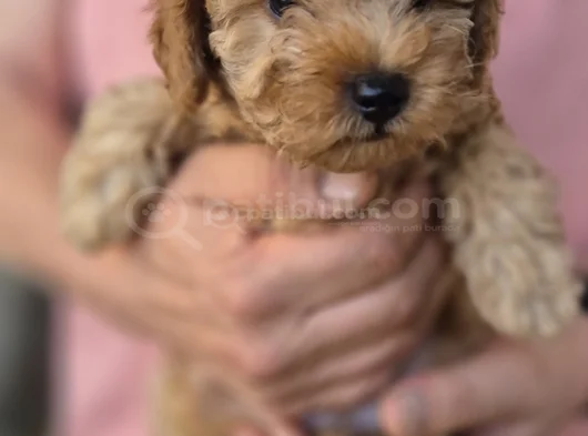 Toy Poodle görsel