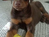 Kizil Doberman