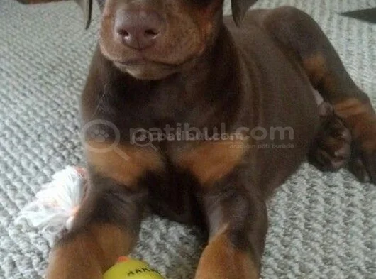 Kizil Doberman görsel
