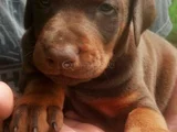 KIZIL DOBERMAN