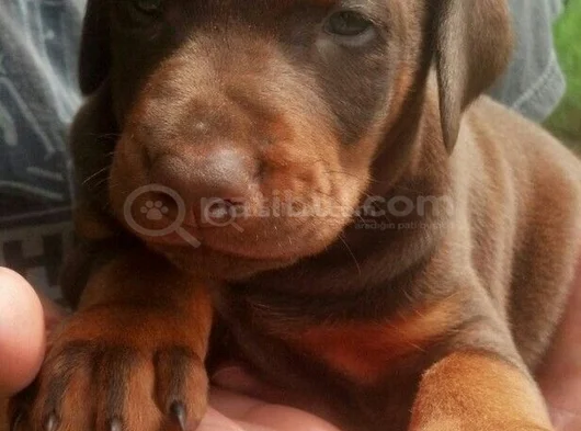 Kizil Doberman