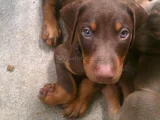 Kizil Doberman