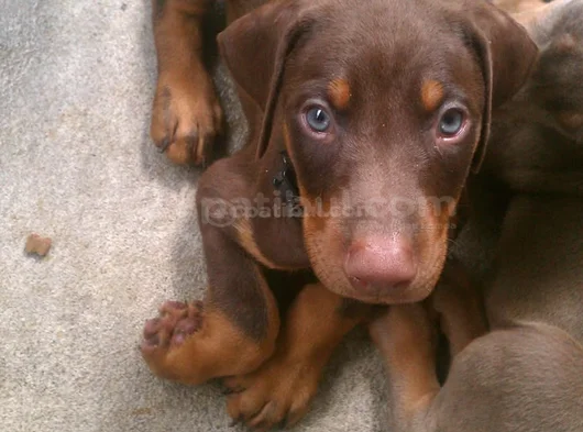 Kizil Doberman görsel