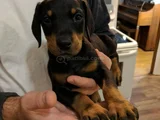 Kizil Doberman