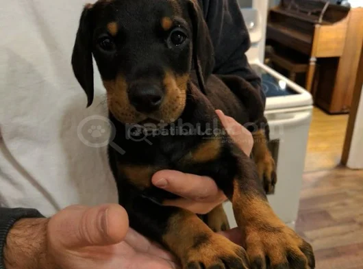Kizil Doberman görsel