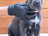 Üst kalite blue cane corso yavrular