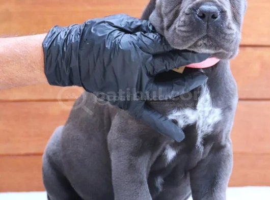 Üst Kalite Blue Cane Corso Yavrular