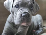 Üst Kalite Blue Cane Corso Yavrular