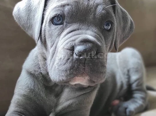 Üst Kalite Blue Cane Corso Yavrular görsel
