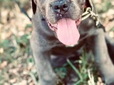 Üst Kalite Blue Cane Corso Yavrular