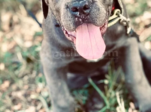 Üst Kalite Blue Cane Corso Yavrular görsel