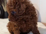 Orjinal Kore Kan Toypoodle