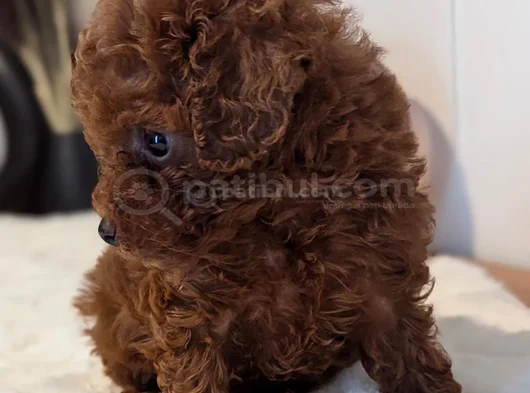 Orjinal Kore Kan Toypoodle görsel