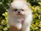Teddybear Ayıcık Pomeranianboo