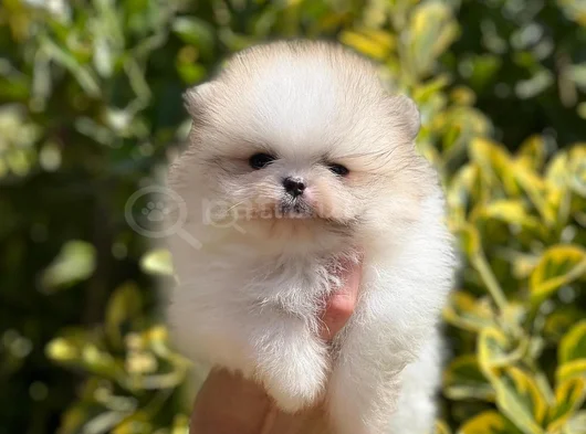 Teddybear Ayıcık Pomeranianboo görsel