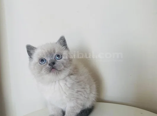 Safkan British Shorthair Bluepoint Yavrular görsel