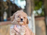 Apricot Orjinal Toypoodle