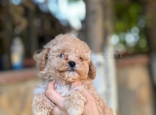 Apricot Orjinal Toypoodle görsel