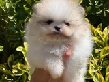 Teddybear ayıcık pomeranianboo