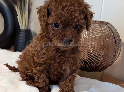 Orjinal Kore Kan Toypoodle görsel