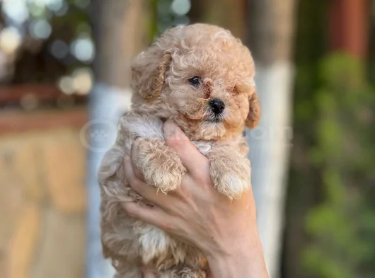 Apricot Orjinal Toypoodle görsel