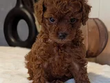 Orjinal Kore Kan Toypoodle