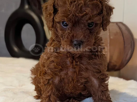 Orjinal Kore Kan Toypoodle görsel