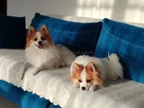 Erkek Party Color Pomeranian