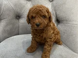 Güzellik Yarışmacısı Orjinal Toy Poodle Kore