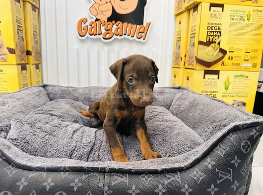Safkan Kızıl Doberman Dişi Yavrumuz görsel
