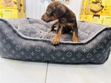 Safkan Kızıl Doberman Dişi Yavrumuz