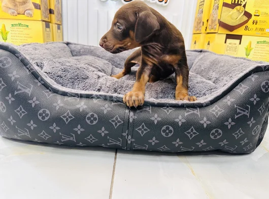 Safkan Kızıl Doberman Dişi Yavrumuz görsel