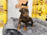 Safkan kızıl doberman dişi yavrumuz