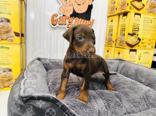 Safkan Kızıl Doberman Dişi Yavrumuz