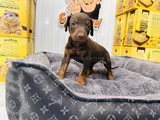 Safkan Kızıl Doberman Dişi Yavrumuz