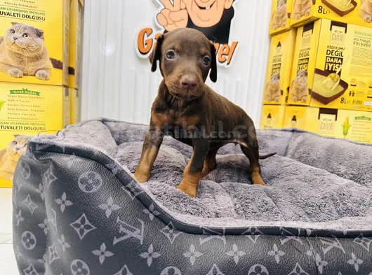 Safkan Kızıl Doberman Dişi Yavrumuz görsel