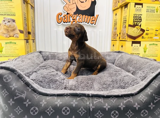 Safkan Kızıl Doberman Dişi Yavrumuz görsel