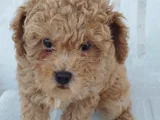 Dişi Maltipoo Yavru