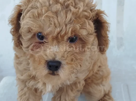 Dişi Maltipoo Yavru görsel