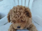 Dişi Maltipoo Yavru