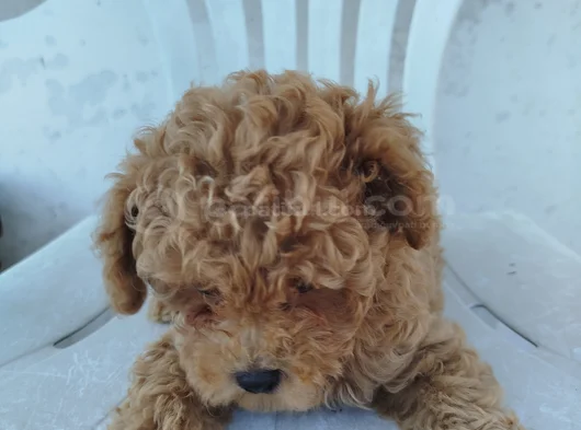 Dişi Maltipoo Yavru görsel