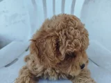 Dişi Maltipoo Yavru