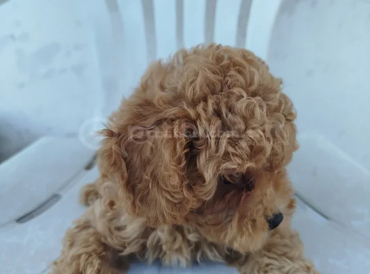 Dişi Maltipoo Yavru görsel