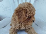 Dişi Maltipoo Yavru
