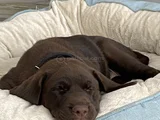 Aci̇l Çakir Gözlü Labrador