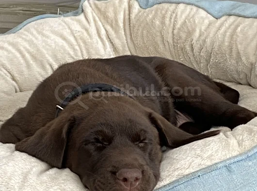 Aci̇l Çakir Gözlü Labrador görsel
