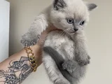 Safkan British Shorthair Bluepoint Yavrular
